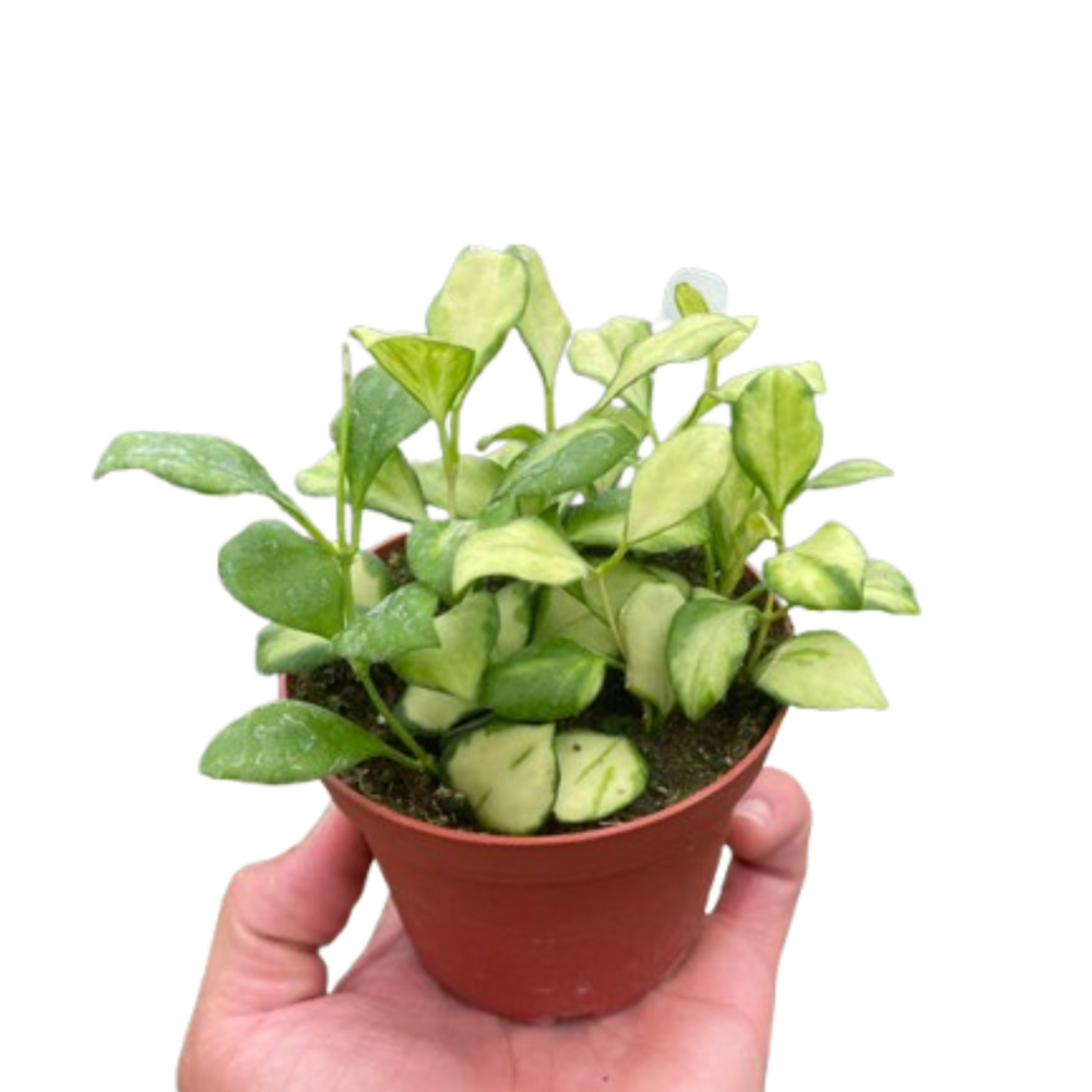 Hoya Heuschkeliana Variegated