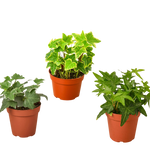 3 Different English Ivy Plants - 4" Pot - Live House Plant