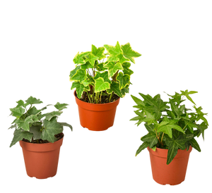 3 Different English Ivy Plants - 4" Pot - Live House Plant