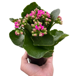 Kalanchoe