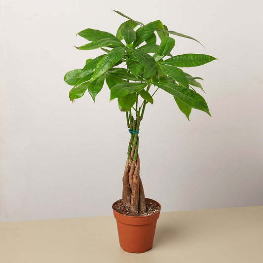 Money Tree