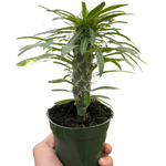 Pachypodium 'lamerei' (Madagascar Palm)