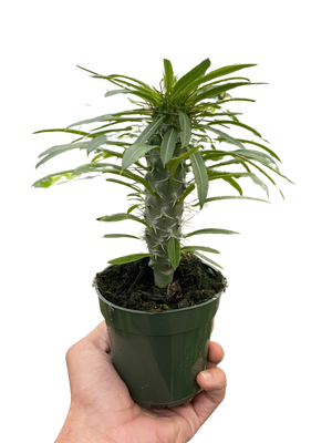 Pachypodium 'lamerei' (Madagascar Palm)