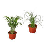 2 Palm Variety Pack / 4" Pots / Live Plant / House Plant