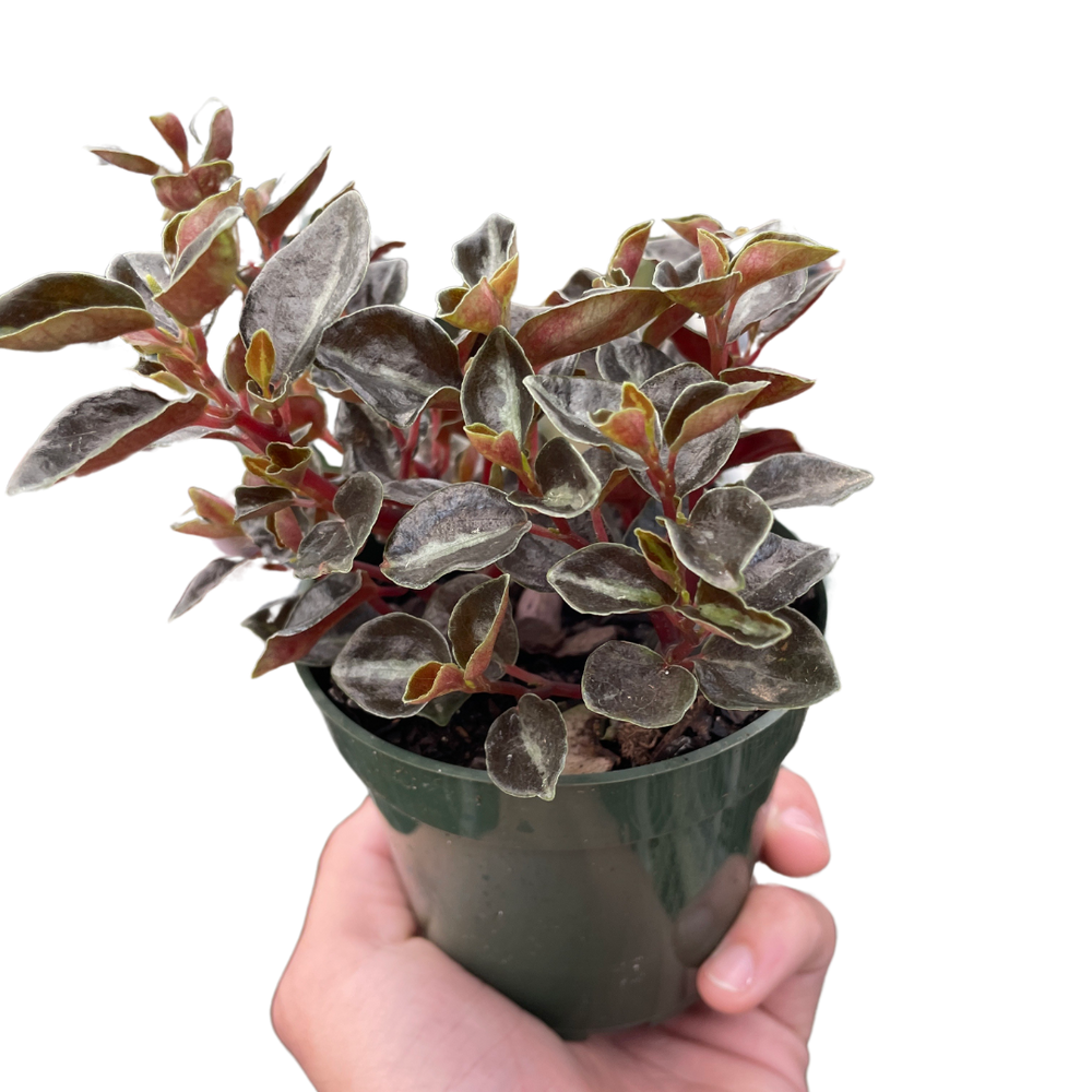 Peperomia 'Metallica'