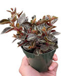 Peperomia 'Metallica'