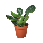 Peperomia Red Edge