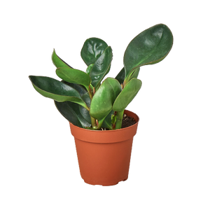 Peperomia Red Edge
