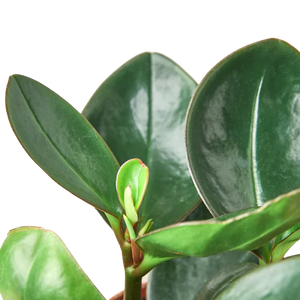 Peperomia Red Edge