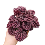 Peperomia 'Ripple Red'