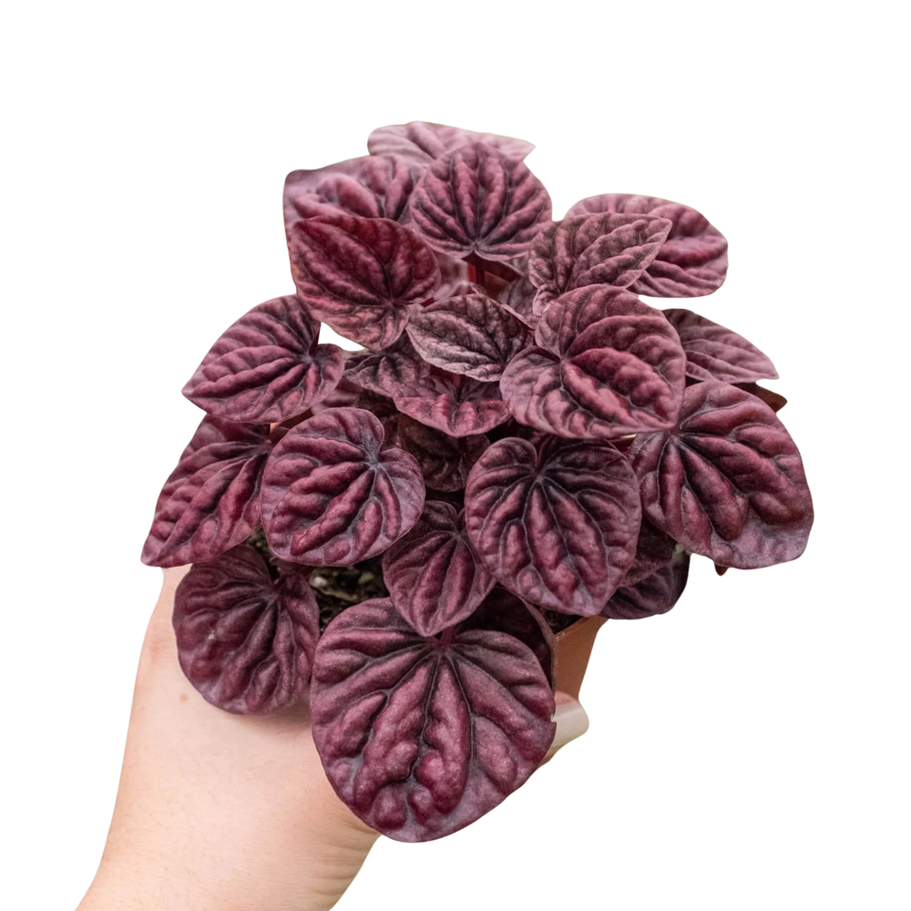 Peperomia 'Ripple Red'