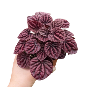 Peperomia 'Ripple Red'