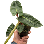 Philodendron 'Billietiae'