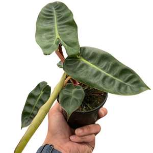 Philodendron 'Billietiae'