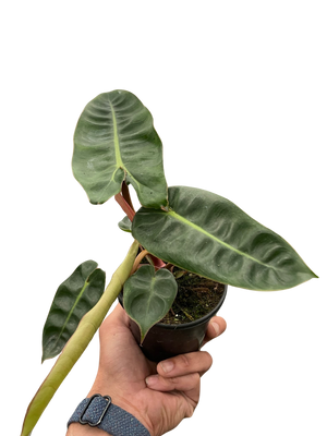 Philodendron 'Billietiae'