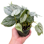 Philodendron 'Brandi'