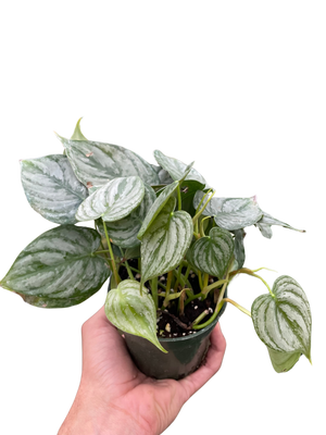 Philodendron 'Brandi'