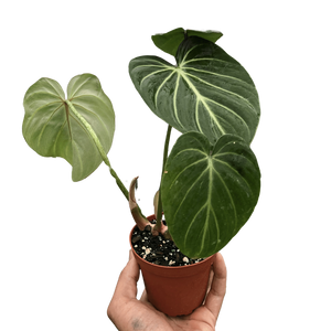 Philodendron Gloriosum