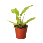 Philodendron 'Golden Crocodile'