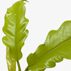 Philodendron 'Golden Crocodile'