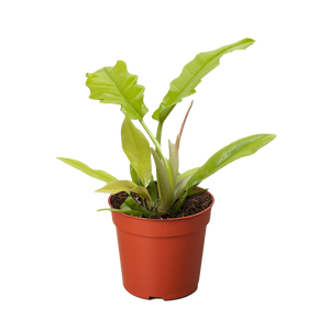 Philodendron 'Golden Crocodile'