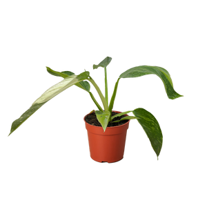 Philodendron Jose Bueno