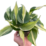 Philodendron 'Silver Stripe'