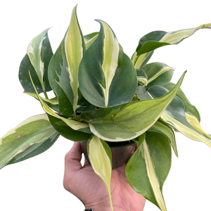 Philodendron 'Silver Stripe'