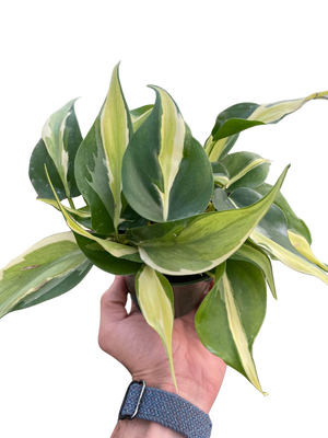 Philodendron 'Silver Stripe'