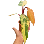 Philodendron 'Strawberry Shake'