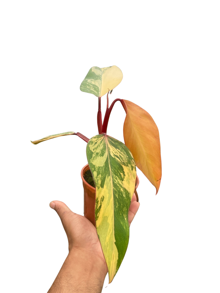 Philodendron 'Strawberry Shake'