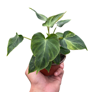 Philodendron 'Verrucosum'