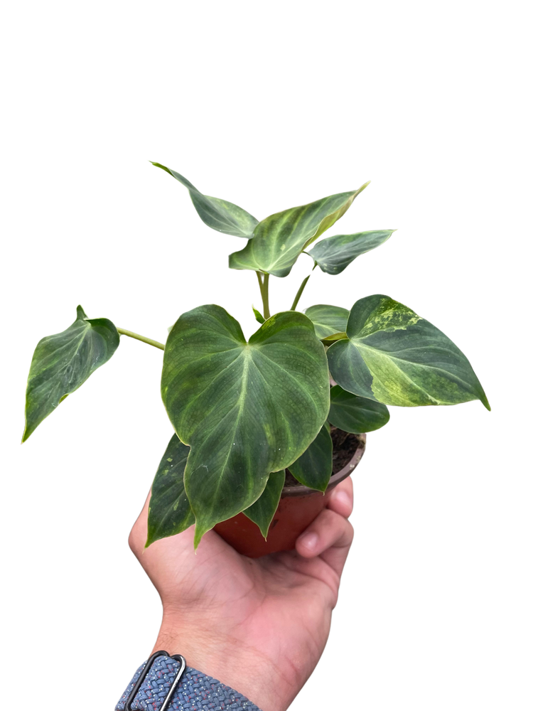 Philodendron 'Verrucosum'