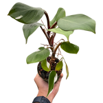 Philodendron 'White Knight'