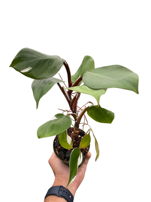 Philodendron 'White Knight'
