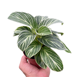 Philodendron White Measure