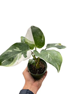 Philodendron 'White Princess'