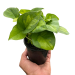 Pothos 'Global Green'