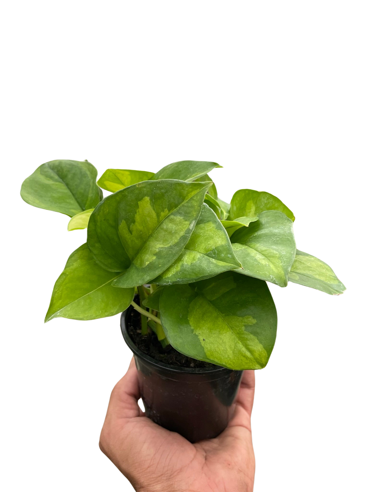 Pothos 'Global Green'