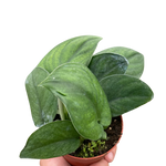 Pothos Jade Satin