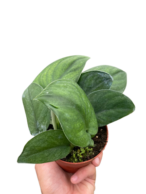 Pothos Jade Satin