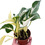 Pothos 'Mutant Manjula'