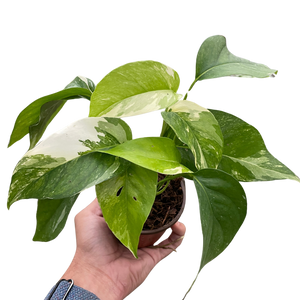 Pothos 'Albo Variegata'