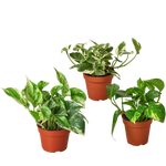 3 Pothos Variety Pack / 4" Pot / Live Plant / Home and Garden Plants