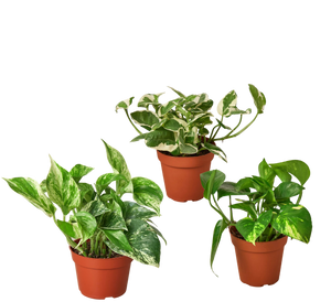 3 Pothos Variety Pack / 4" Pot / Live Plant / Home and Garden Plants