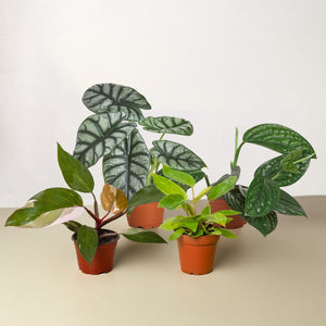 Rare Plant Bundle - 4 Pack