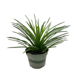 Succulent Agave Twin Flower