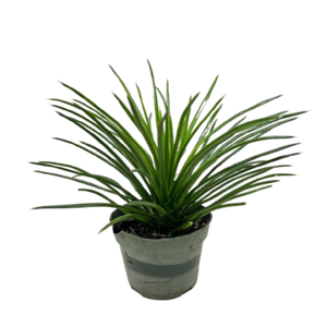 Succulent Agave Twin Flower