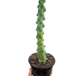 Boobie Cactus