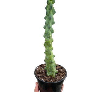 Boobie Cactus